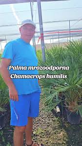 Palma mrozoodporna Chamaerops humilis #bestpalm #marekmalec  #zapalmiamypolskę #ogrody #palmymrozoodporne #palmywpolsce #palmywogrodzie  #ogródpalmowy #ogródmarzeń #chamaeropshumilis