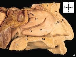 The ethmoid bone also forms the lateral walls of the upper nasal cavity, extending from each lateral wall are the superior nasal concha and middle nasal concha, which are thin, curved projections that extend into the nasal cavity. Logan S Illustrated Human Anatomy