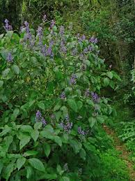 Image result for Plectranthus fruticosus