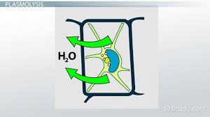 Plant cells are highly vacuolated and concentrations than the cellular contents will draw water out of plant cells, causing record the number of cells plasmolyzed and not plasmolyzed from the series of. What Are Plasmolysis Deplasmolysis Video Lesson Transcript Study Com