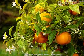 Image result for Citrus × aurantium