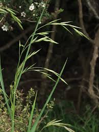Image result for Bromus catharticus