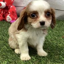 Zeke, a Blenheim Male Cavalier King Charles Spaniel Puppy 809287