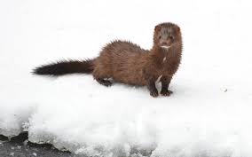 Most of the animals presented are hybrids of two real world animals; The Wild World Of Mink And Coronavirus Sierra Club