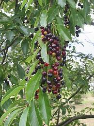 Image result for Prunus serotina