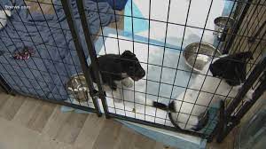 Obedience training, housebreaking, diet & nutrition, grooming 100 Rescue Puppies Moms Looking For Foster Homes 9news Com