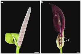 Image result for Araceae