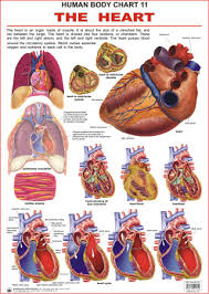 Human Body Charts The Heart