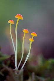 Foods Plants Flowers Mushrooms Natural Fungus Mushrooms Forest Fungus Mushrooms Nutritious Foods Poisono Stuffed Mushrooms Plant Fungus Magical Mushrooms