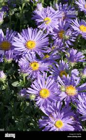 Image result for Amellus