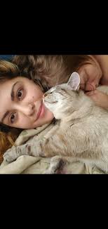 This Siamese kitten has been found in mid Cape. Anyone have any insight as  to who is missing this baby?