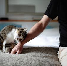 Endlich Forscher Entwickeln Impfstoff Gegen Katzenhaarallergie Welt