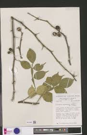 Image result for Citropsis