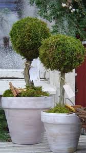 Moss Pflanzen Pflanzkubel Garten