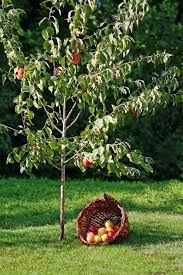 For dormant buds of fruit trees, this is commonly referred to as the chilling requirement. Buy Anna Apple Tree For Sale Buy Fruit Trees Online Perfect Plants Apple Tree Care Fruit Trees Apple Tree