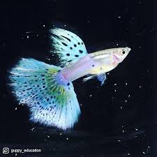 Pin By Plant Pattern On Betta In 2020 Fresh Water Fish Tank Guppy Fish Betta Breeding
