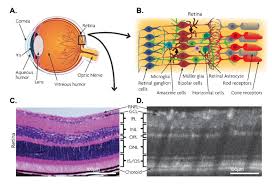 Image result for Retinal Anatomy
