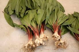 Turn that cucumber into a nearly inst. What Are Ramps And How Are They Used
