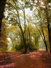 Two Roads Diverged In A Yellow Wood Robert Frost Google Search Scenery Pictures Beautiful Landscapes Road Photography