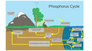 It forms a significant part of the structural framework of dna and rna. Phosphorus Cycle By Jenna Mlecko