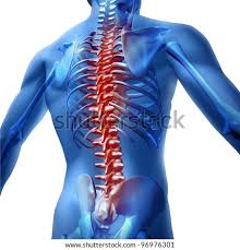 Shaded drawing of torso anatomy. Shutterstock Puzzlepix