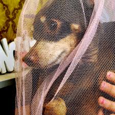 Pampurr-ing pets, and owners