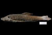 Nannoptopoma, a new genus of loricariid catfishes (siluriformes: Nannoptopoma Spectabilis L Numbers Database Welsfans