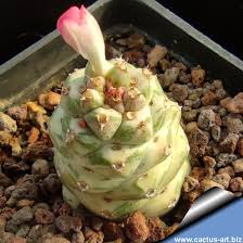 Image result for Monadenium nervosum