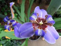 Check spelling or type a new query. Blue Walking Iris Plant Neomarica Rare Houseplant Buy Online In Andorra At Andorra Desertcart Com Productid 996905