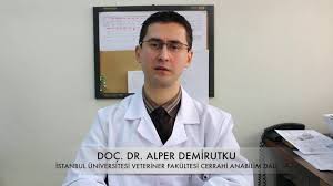 Hayvanlarda Kulak Pamugu Kullanmak Zararli Midir Youtube