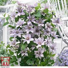 We did not find results for: Clematis Samaritan Joa Evipo075 Plants Thompson Morgan