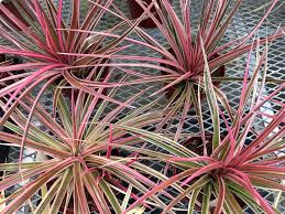 Image result for Chlorophytum nubicum