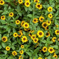 Image result for foto Vitálka