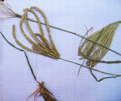 Image result for Chloris pilosa