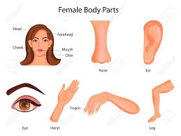 medical education chart of biology for female body parts diagram