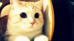 Kartun hewan avatar lucu bergaya sketsa. Kucing Lucu Bergerak Wallpapers Free Kucing Lucu Bergerak Wallpaper Download Wallpapertip