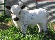 They are even useful to perform tasks within your farm or yard such as carrying tools. 15 Miniature Cattle Ideas Miniature Cattle Cattle Mini Cows