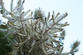 Image result for Tetradenia urticifolia