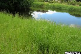 Image result for Panicum repentellum