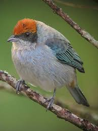 Tangara Vitriolina Tangara Rastrojera Scrub Tanager World Birds Pretty Birds Beautiful Birds
