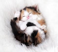 This is just because of food and warmth. 91 Of The Cutest Kittens Ever Bored Panda