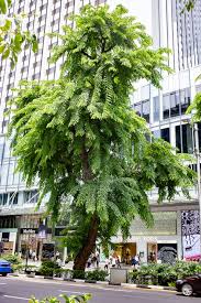 Image result for Pterocarpus indicus