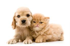 Katie throne joins intermountain pet hospital. Kenmore Vets Veterinarian Near Me Home Visit Vet
