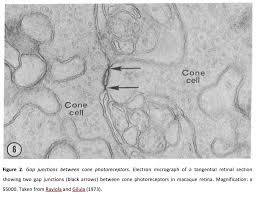 Animal cells and intercellular junctions. Myriad Roles For Gap Junctions In Retinal Circuits Webvision