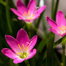 Image result for Zephyranthes minuta