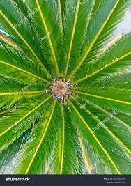 Image result for Encephalartos lebomboensis