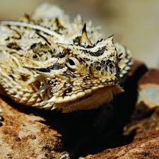 Image result for Stenostelma corniculatum