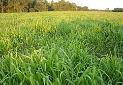 Image result for Urochloa brevispicata