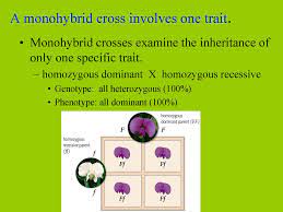Dihybrid cross is also known as two traits cross. A Dihybrid Cross Involves The Crossing Of Just One Trait Monohybrid Crosses By Kristin Son This Video Will Show How To Set Up And Solve Everyone S Favorite 16 Square Punnett Square Lusluzunun
