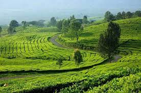 .gunung dempo pagar alam, kota pagar alam memiliki wisata yang cukup banyak, salah satunya adalah kebun teh di gunung deempo, kebun teh terasa ingin terus memandangi indahnya perkebunan teh di lereng gunung dempo tersebut dengan luas lahan sekitar 1.328 h, memang kota. 13 Tempat Wisata Di Pagar Alam Terbaru Paling Hits Tokopedia Blog